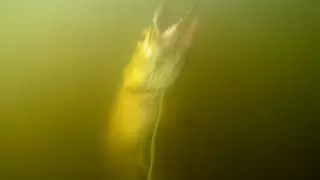 Pike attacks underwater 2020. Атаки щуки под водой 2020.