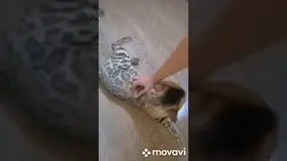 Бенгальские коты