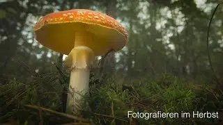 Fotografieren im Herbst
