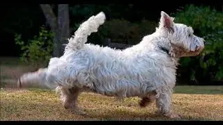 This Is Why Dogs Kick Their Feet After They Poop – I Had No Idea!