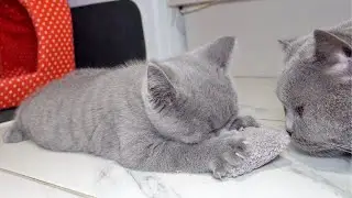 Little Kitten is missing his Mama - Uncle Cat Takes Care Of Him