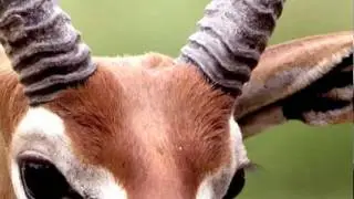 Name That Species! #1