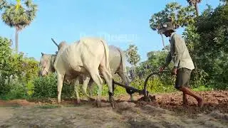 Modern farmers are still plowing cows កសិករភ្ជួរគោនិងនង្គ័ល ប្រែដីចំការ។