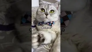 Проснись под мурчалочку New Tik Tok. Приколы Тик Ток лыба