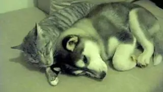 puppy husky getting groomed by cat