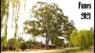 FUNES Arbol de la vida