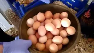 Chicken Egg Collecting