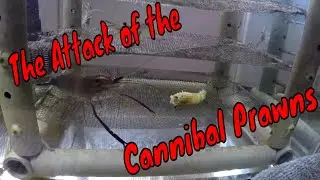 How To Keep Your Prawns Alive: No More Eating Each Other!