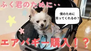 エアバギー購入！？　愛犬ふく君の為のカート探し‥