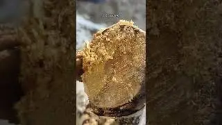 Отдыхаем хорошо #shortvideo #моевидео #каникулы #лето #наприроде