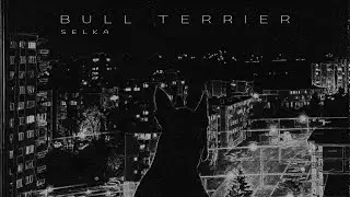 Selka - Bull Terrier