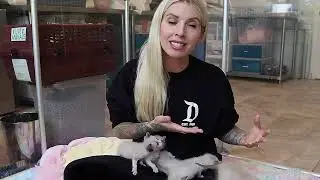 Caring for a Nursing Mama Cat: How to Help Kittens in Need!