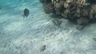 Marsa-Alam, Abu Dabbab, Malikia reef
