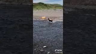 Лайки рыбачат в речке ,,