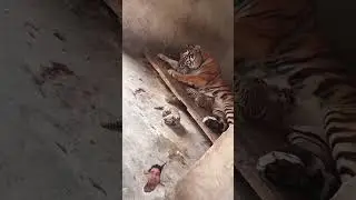mama tiger 🐯 care of her babies#trending #viral #tiger #vildtiger