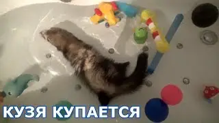 Хорек купается!!! Хорек купается видео!!!  Ferret swimming in bathtub!!!