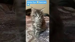 Мейн кун 🌟Квентин🌟(1,5 мем.) 