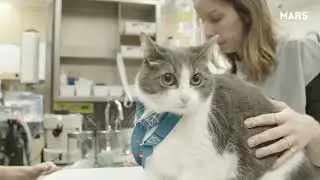 Mars Net Zero - Mars Veterinary Health