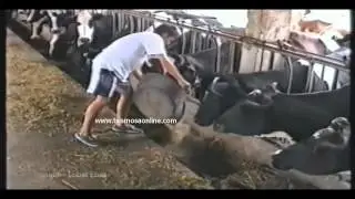 умные коровки