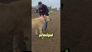 What Is This Spiked Collar For on Dogs?