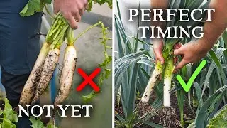 10 Crops to Prioritize Sowing in April for Feeding Your Family