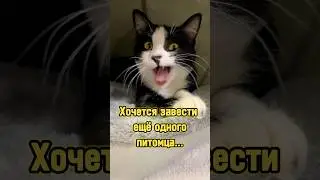Хочется завести ещё одного питомца… 🐾 