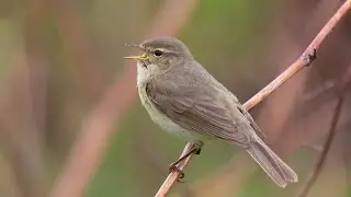 Common chiffchaff. Typical song. Biology. Spoken article. From Wikipedia, the free encyclopedia