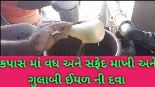 કપાસ માં ગુલાબી ઈયળ માટે senargy એક રાઉન્ડ મૂકીન એક રાઉન્ડ મરાવથી ફાયદો કપાસ માં હેવી દવા નો રાઉન્ડ