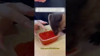 The girl saw an unusual animal on the road and took it with her
