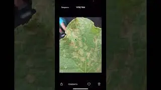Антракноз огурца определяем и лечим