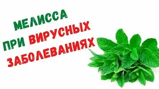 Мелисса свойства и противопоказания при вирусных заболеваниях