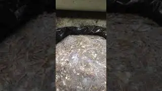 Зарастание Мицелия 18-день