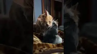 Cute care #travel #animals #dog #cat #family #friends #fyp #love #kindness #attitude