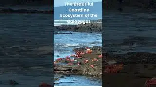 Ecosystem of the Galapagos Islands Coastline