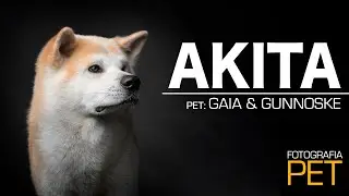 AKITA INU | AKITA MORDE!?! | CLICANDO E CONHECENDO A RAÇA! | YO! STUDIO