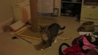 Re: How To Annoy Your Mean Kitty 4