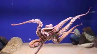 Aquarium Barcelona