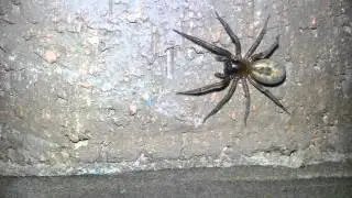 Large female lace webbed spider ( Amaurobius )