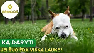 Ką daryti, jei šuo ėda viską, ką suranda lauke?