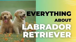 Unleashing the Love: All About Labrador Retrievers! 🐾💛 | Traits, Training, and Tips for Lab Lovers