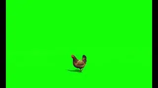 hen green screen video | hen green screen no copyright