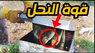 توسيع خلايا النحل بفعالية: دليل عملي لإضافة الإطارات