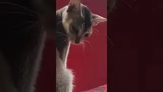 #catsmeowing