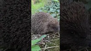 Un Arici