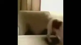 Ayo, the pizza here (DOG EDITION)