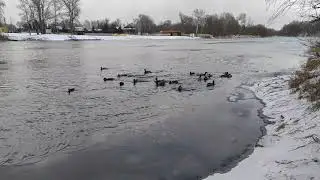 Зима в Святогорске. Дикие утки в реке Северский Донец