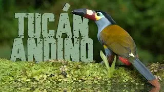 Tucán andino piquilaminado | Turipache Wildlife.