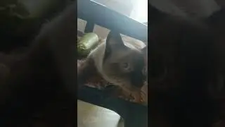 Маня и кабачок