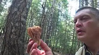 Лесная кухня, гриб 