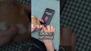Хомяк может разблокировать АЙФОН